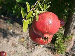 Melograno pianta produce usato  Spedito ovunque in Italia 