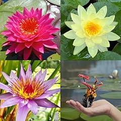 Pre grown hardy for sale  Delivered anywhere in USA 