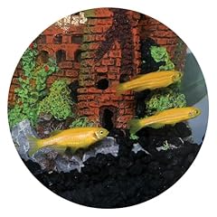 Female betta splendens for sale  Delivered anywhere in USA 