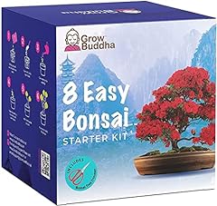 Kit albero bonsai usato  Spedito ovunque in Italia 