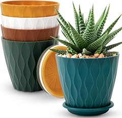 Ynnico inch plant for sale  Delivered anywhere in USA 