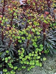 Perennial farm marketplace for sale  Delivered anywhere in USA 