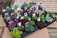 Different alpines 9cm for sale  Delivered anywhere in UK