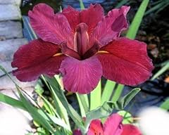 Lousiana iris plant for sale  Delivered anywhere in USA 