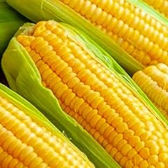 Golden bantam corn for sale  Delivered anywhere in USA 