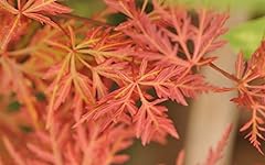 Orange japanese maple for sale  Delivered anywhere in USA 