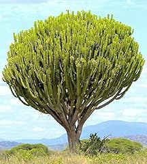 Succulent seeds rare for sale  Delivered anywhere in USA 