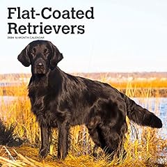 Flat coated retrievers for sale  Delivered anywhere in USA 