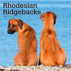 Rhodesian ridgebacks rhodesian for sale  Delivered anywhere in UK