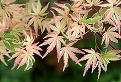 Butterfly japanese maple for sale  Delivered anywhere in USA 