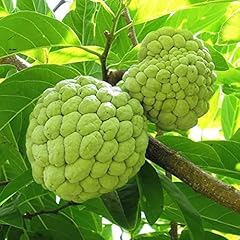 Chuxay garden annona for sale  Delivered anywhere in USA 