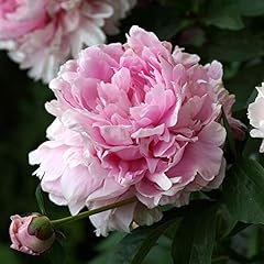 Peony double pink for sale  Delivered anywhere in UK