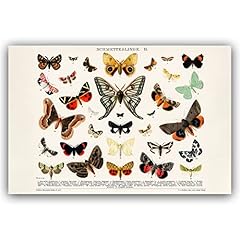 Vmxwll vintage butterfly for sale  Delivered anywhere in USA 
