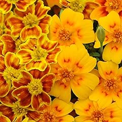 Marigold starfire packet for sale  Delivered anywhere in UK