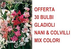 Offerta bulbi gladioli usato  Spedito ovunque in Italia 
