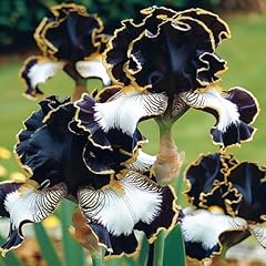 Sibirische iris blume gebraucht kaufen  Wird an jeden Ort in Deutschland