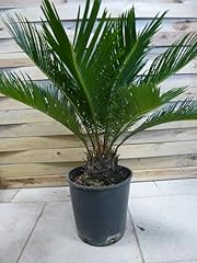 Palmenlager cycas revoluta gebraucht kaufen  Wird an jeden Ort in Deutschland