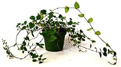 9greenbox creeping fig for sale  Delivered anywhere in USA 
