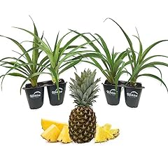 Florida special pineapple for sale  Delivered anywhere in USA 