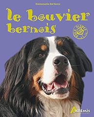 Bouvier bernois d'occasion  Livré partout en Belgiqu