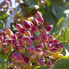 Semi resistenti pistacchio usato  Spedito ovunque in Italia 