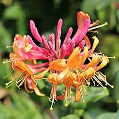 Lonicera gold flame for sale  Delivered anywhere in UK