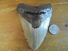 Genuine megalodon fossil for sale  Delivered anywhere in USA 