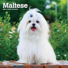 Maltese 2025 inch for sale  Delivered anywhere in USA 
