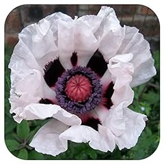 Papaver orientale royal for sale  Delivered anywhere in UK