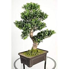 Artplants. bonsai buis d'occasion  Livré partout en France