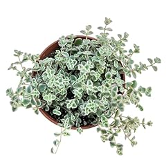 Sprout green sedum for sale  Delivered anywhere in USA 