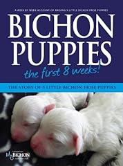 Bichon puppies first for sale  Delivered anywhere in UK