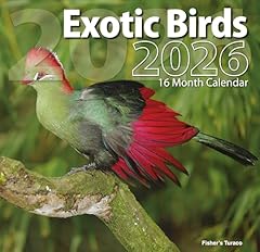2026 exotic birds for sale  Delivered anywhere in USA 