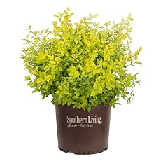 Sunshine ligustrum gal for sale  Delivered anywhere in USA 