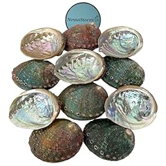 Nessastores abalone shells for sale  Delivered anywhere in USA 