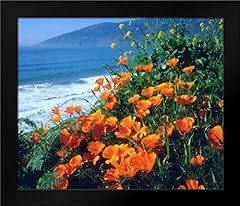 California poppies along for sale  Delivered anywhere in USA 