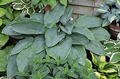 Hosta empress excluding for sale  Delivered anywhere in Ireland