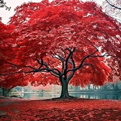 Red maple tree for sale  Delivered anywhere in USA 