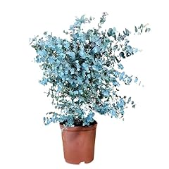 Giardini giulia eucalyptus usato  Spedito ovunque in Italia 