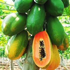 Papaya tree live for sale  Delivered anywhere in USA 