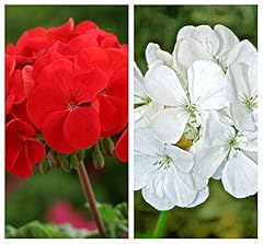 Geranium horizon red for sale  Delivered anywhere in UK