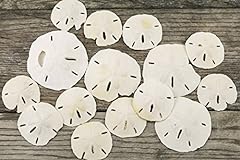 Sand dollar imperfect for sale  Delivered anywhere in USA 