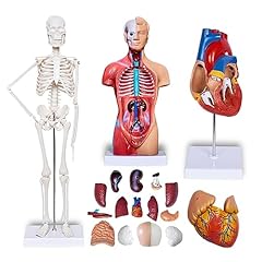 Breesky human heart for sale  Delivered anywhere in USA 
