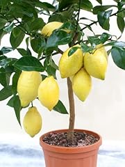 Lemon tree for sale  Delivered anywhere in UK