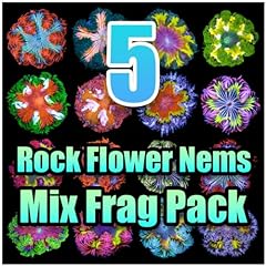 Assorted rock flower for sale  Delivered anywhere in USA 