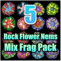 Assorted rock flower for sale  Delivered anywhere in USA 