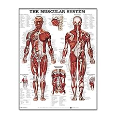 Weduspaty affiches anatomie d'occasion  Livré partout en France