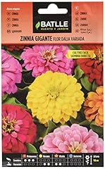 Batlle zinnia geant d'occasion  Livré partout en France