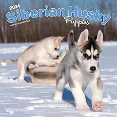 Siberian husky puppies for sale  Delivered anywhere in UK