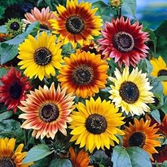 Bunte sonnenblumen mischung gebraucht kaufen  Wird an jeden Ort in Deutschland